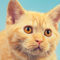 Portrait of cute cat