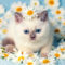 Cute little color point kitten sitting on chamomile flowers